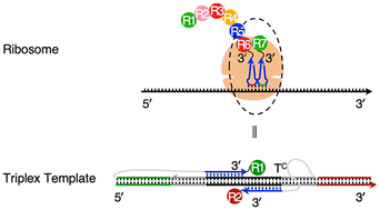 Graphical abstract: A palindromic triplex architecture for DNA-templated synthesis designed for the core of a synthetic ribosome