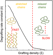 Graphical abstract: Degrafting reaction of polymer brushes: the determining role of molecular weight and grafting density