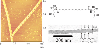 Graphical abstract: Self-assembled helical spherical-nanotubes from an l-glutamic acid based bolaamphiphilic low molecular mass organogelator