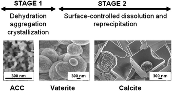 Graphical abstract: The kinetics and mechanisms of amorphous calcium carbonate (ACC) crystallization to calcite, viavaterite.