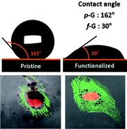 Graphical abstract: Differential nano-bio interactions and toxicity effects of pristine versus functionalized graphene