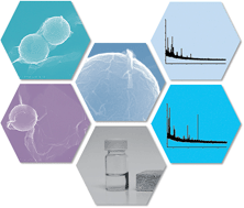 Graphical abstract: Preparation of graphene-encapsulated magnetic microspheres for protein/peptide enrichment and MALDI-TOF MS analysis