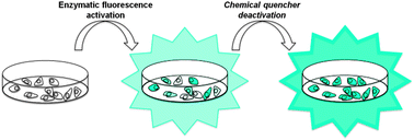 Graphical abstract: A FRET-based probe with a chemically deactivatable quencher