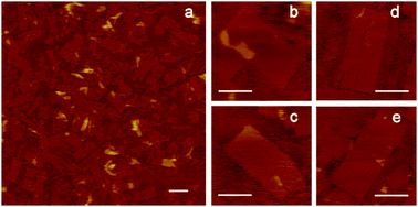 Graphical abstract: Folding super-sized DNA origami with scaffold strands from long-range PCR