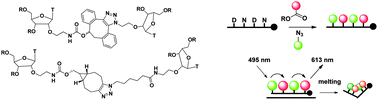 Graphical abstract: Fast and efficient DNA crosslinking and multiple orthogonal labelling by copper-free click chemistry