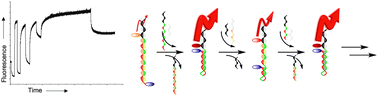 Graphical abstract: A DNA based five-state switch with programmed reversibility