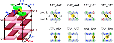 Graphical abstract: Mercury–thymine interaction with a chair type G-quadruplex architecture