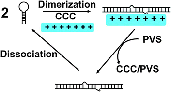 Graphical abstract: Polyelectrolyte-assisted transconformation of a stem-loop DNA