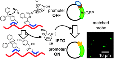 Graphical abstract: RNA-templated molecule release induced protein expression in bacterial cells
