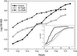 Graphical abstract: Pseudomonas putida KT2440 response to nickel or cobalt induced stress by quantitative proteomics