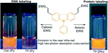 Graphical abstract: Vinyl-triphenylamine dyes, a new family of switchable fluorescent probes for targeted two-photon cellular imaging: from DNA to protein labeling