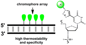 Graphical abstract: Synthesis and hybridization properties of oligonucleotides modified with 5-(1-aryl-1,2,3-triazol-4-yl)-2′-deoxyuridines