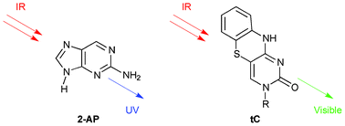 Graphical abstract: Two-photon excitation of the fluorescent nucleobase analogues 2-AP and tC
