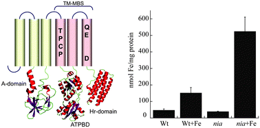 Graphical abstract: Sinorhizobium meliloti Nia is a P1B-5-ATPase expressed in the nodule during plant symbiosis and is involved in Ni and Fe transport