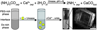 Graphical abstract: Biocatalyzed mineralization in an aqueous two-phase system: effect of background polymers and enzyme partitioning