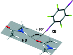 Graphical abstract: Orthogonal halogen and hydrogen bonds involving a peptide bond model