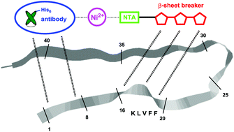 Graphical abstract: Hybridization of an Aβ-specific antibody fragment with aminopyrazole-based β-sheet ligands displays striking enhancement of target affinity