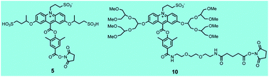 Graphical abstract: Effect of branching in remote substituents on light emission and stability of chemiluminescent acridinium esters