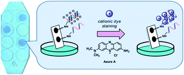 Graphical abstract: Pyrrolidinyl peptide nucleic acids immobilised on cellulose paper as a DNA sensor
