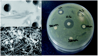 Graphical abstract: Antibiotic-loaded silica nanoparticle–collagen composite hydrogels with prolonged antimicrobial activity for wound infection prevention