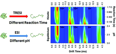 Graphical abstract: Comparing equilibrium and kinetic protein unfolding using time-resolved electrospray-coupled ion mobility mass spectrometry