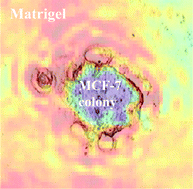 Graphical abstract: FTIR imaging of the 3D extracellular matrix used to grow colonies of breast cancer cell lines