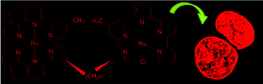 Graphical abstract: Dinuclear ruthenium(ii) complexes containing one inert metal centre and one coordinatively-labile metal centre: syntheses and biological activities