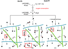 Graphical abstract: Designer hydrogels for precision control of oxygen tension and mechanical properties