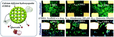 Graphical abstract: Effect of direct loading of phytoestrogens into the calcium phosphate scaffold on osteoporotic bone tissue regeneration