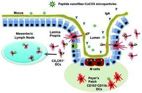 Graphical abstract: Peptide nanofiber–CaCO3 composite microparticles as adjuvant-free oral vaccine delivery vehicles