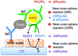 Graphical abstract: An ultrasensitive and incubation-free electrochemical immunosensor using a gold-nanocatalyst label mediating outer-sphere-reaction-philic and inner-sphere-reaction-philic species