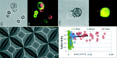 Graphical abstract: Hydrogel microstructure live-cell array for multiplexed analyses of cancer stem cells, tumor heterogeneity and differential drug response at single-element resolution