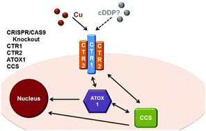 Graphical abstract: Copper transporters and chaperones CTR1, CTR2, ATOX1, and CCS as determinants of cisplatin sensitivity