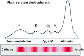 Graphical abstract: Ceruloplasmin and other copper binding components of blood plasma and their functions: an update