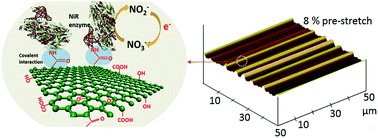 Graphical abstract: Tunable bioelectrodes with wrinkled-ridged graphene oxide surfaces for electrochemical nitrate sensors