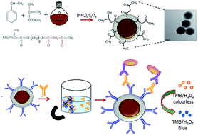 Graphical abstract: Polymer functionalized magnetic nanoconstructs for immunomagnetic separation of analytes