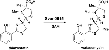 Graphical abstract: Watasemycin biosynthesis in Streptomyces venezuelae: thiazoline C-methylation by a type B radical-SAM methylase homologue