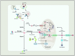 Graphical abstract: Intracellular iron and heme trafficking and metabolism in developing erythroblasts