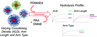 Graphical abstract: The hydrolytic behavior of N,N′-(dimethylamino)ethyl acrylate-functionalized polymeric stars