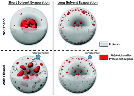 Graphical abstract: Tunable delayed controlled release profile from layered polymeric microparticles