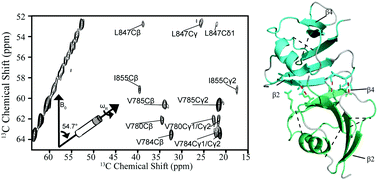 Graphical abstract: Investigations of dynamic amyloid-like structures of the Wnt signalling pathway by solid-state NMR