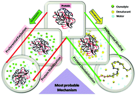 Graphical abstract: Changing relations between proteins and osmolytes: a choice of nature