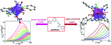 Graphical abstract: High-coordinate CoII and FeII compounds constructed from an asymmetric tetradentate ligand show slow magnetic relaxation behavior