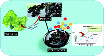 Graphical abstract: Porous tal palm carbon nanosheets: preparation, characterization and application for the simultaneous determination of dopamine and uric acid