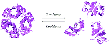 Graphical abstract: Insulin hexamer dissociation dynamics revealed by photoinduced T-jumps and time-resolved X-ray solution scattering