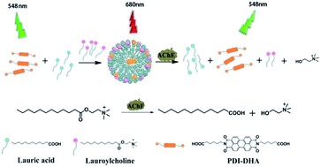 Graphical abstract: A ratiometric fluorescence assay for acetylcholinesterase activity and inhibitor screening based on supramolecular assembly induced monomer–excimer emission transition of a perylene probe