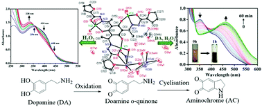 Graphical abstract: Trinuclear vanadium(iv) and vanadium(v) complexes derived from 2,4,6-triacetylphloroglucinol and study of their peroxidase mimicking activity
