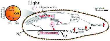 Graphical abstract: Biohybrid photoheterotrophic metabolism for significant enhancement of biological nitrogen fixation in pure microbial cultures