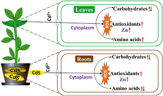 Graphical abstract: CdS nanoparticles in soil induce metabolic reprogramming in broad bean (Vicia faba L.) roots and leaves