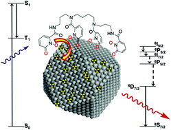 Graphical abstract: Amplified luminescence in organo-curium nanocrystal hybrids